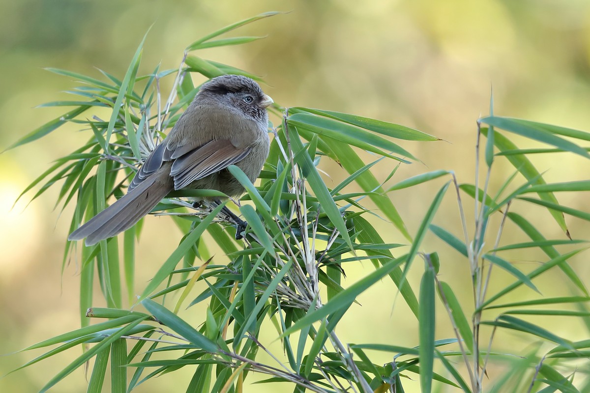 Brown Parrotbill - ML643800269