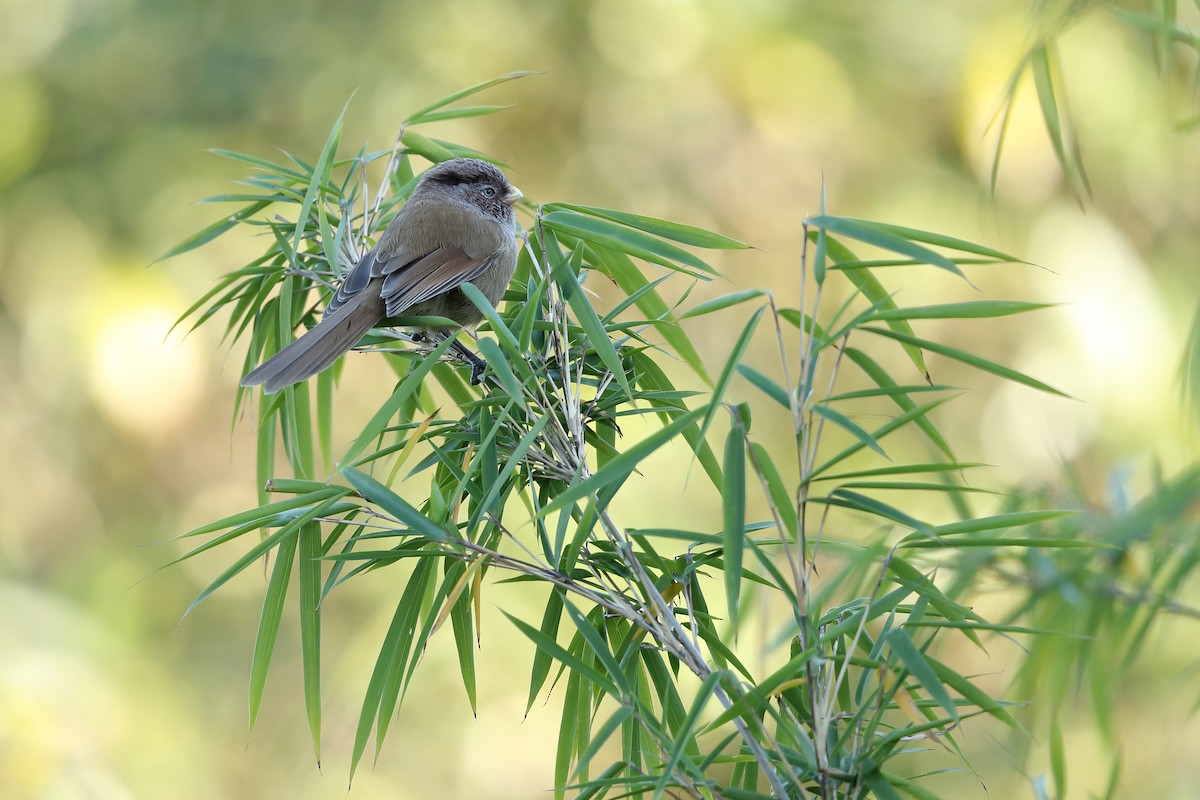Brown Parrotbill - ML643800270