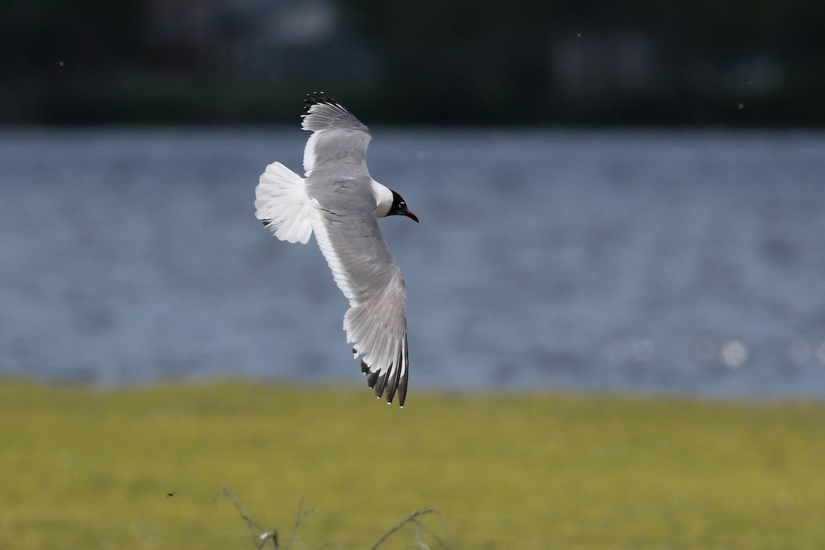 Franklin's Gull - ML643800271