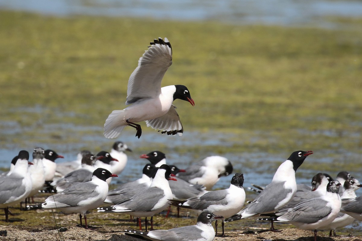 Franklin's Gull - ML643800280
