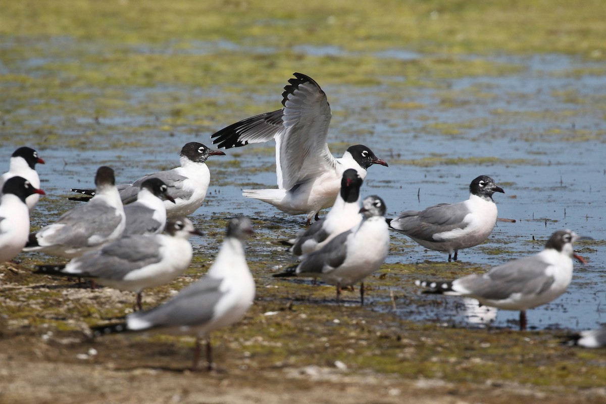 Franklin's Gull - ML643800284