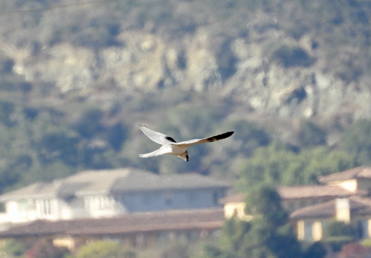 White-tailed Kite - ML643800290