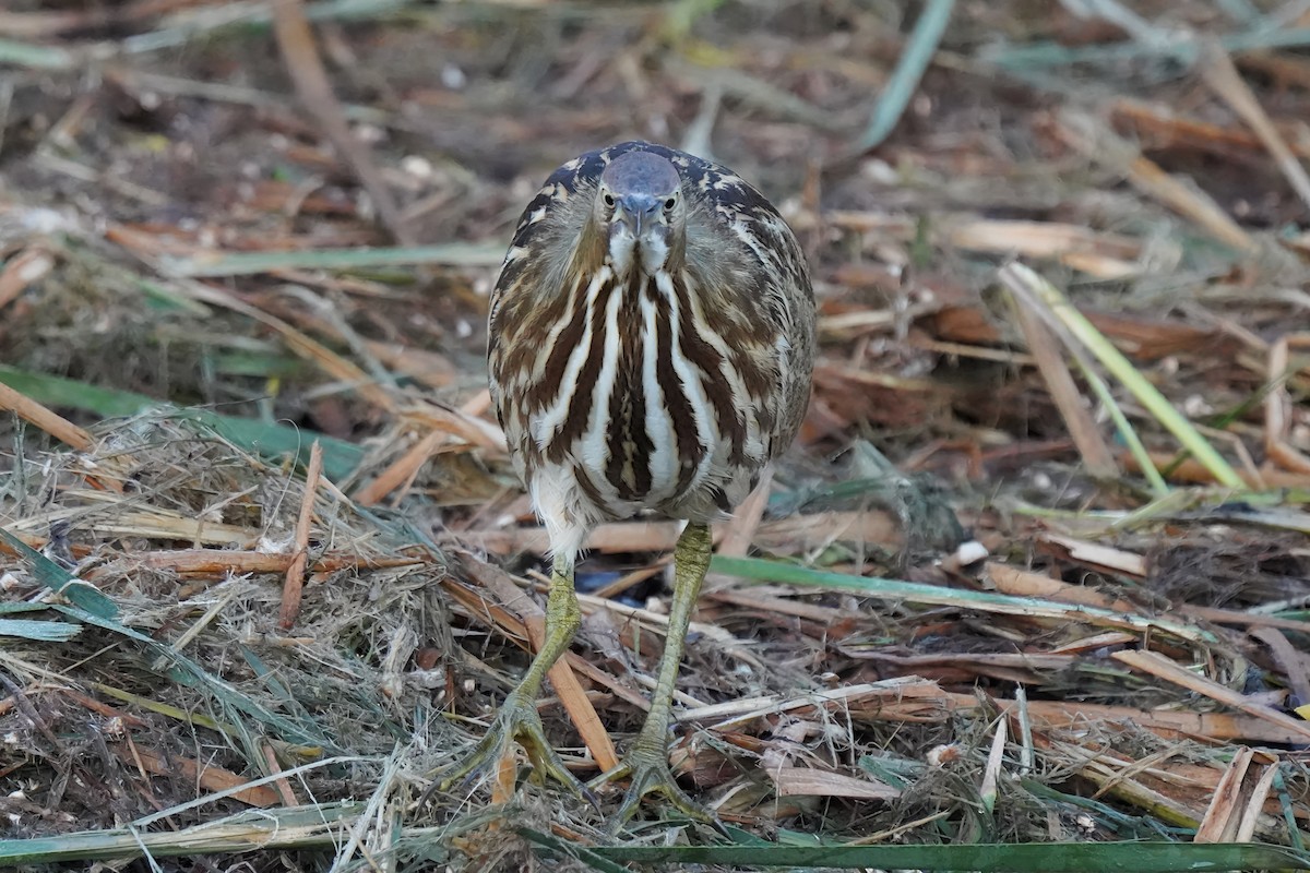 American Bittern - ML643800310
