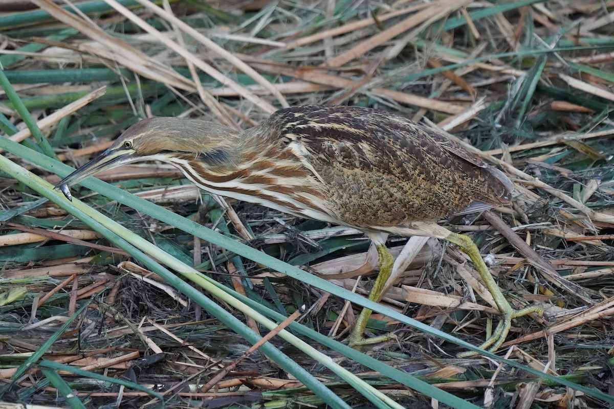 American Bittern - ML643800311