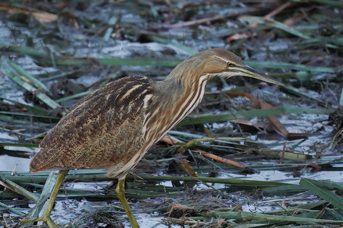 American Bittern - ML643800312