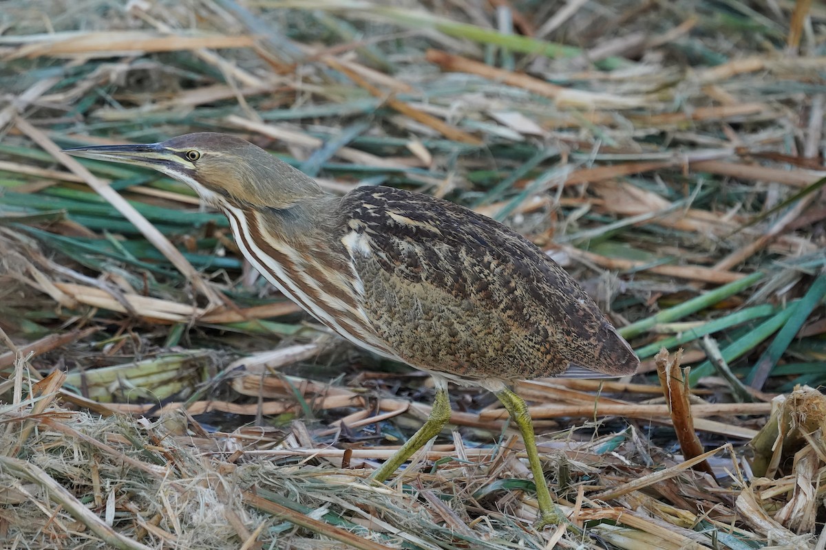 American Bittern - ML643800313