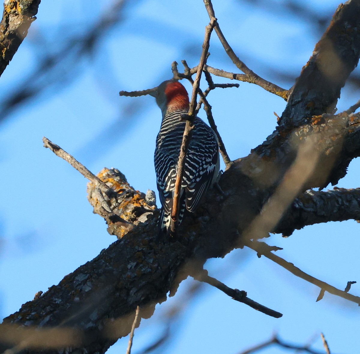 Red-bellied Woodpecker - ML643800315