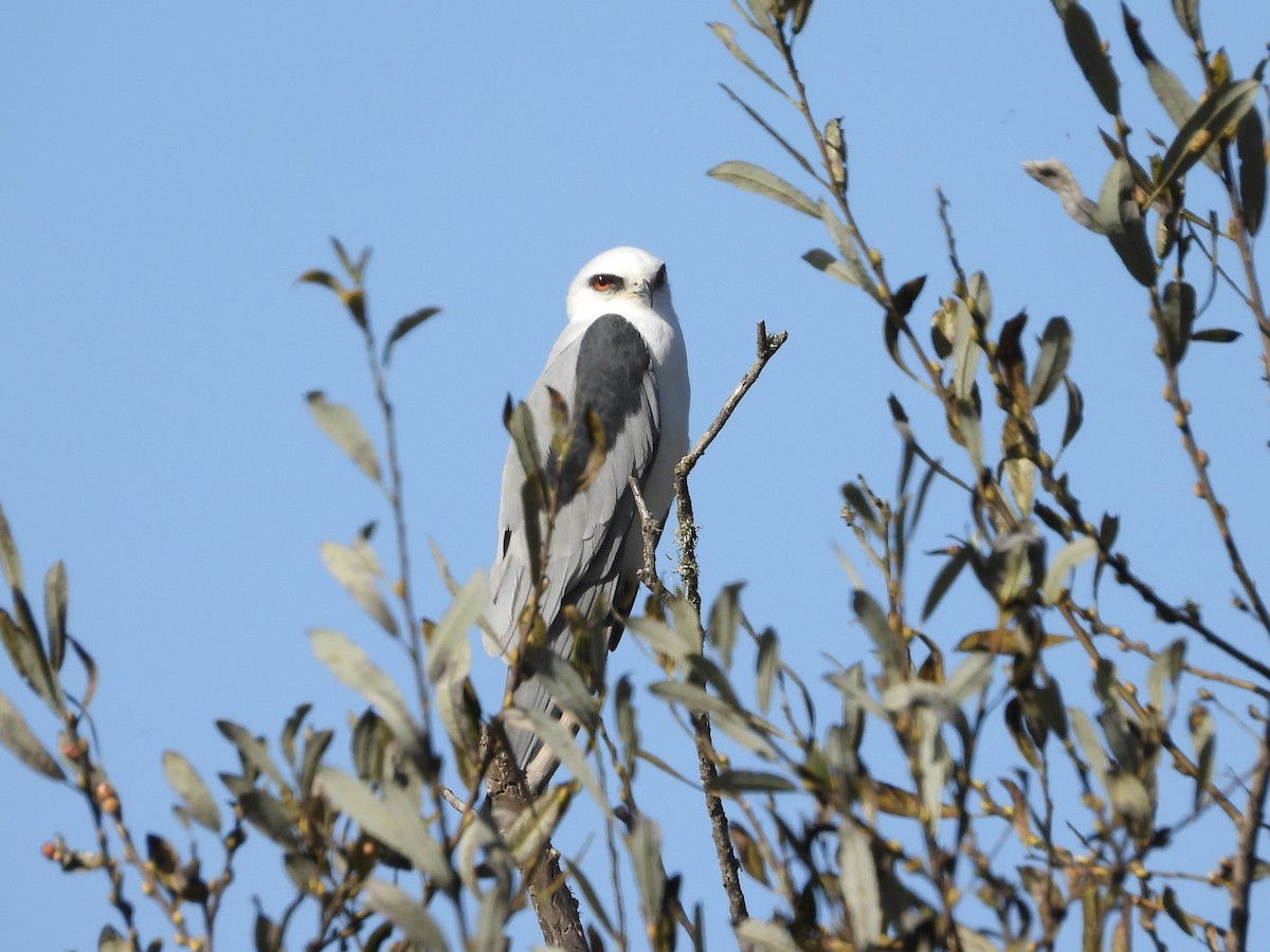 White-tailed Kite - ML643800323