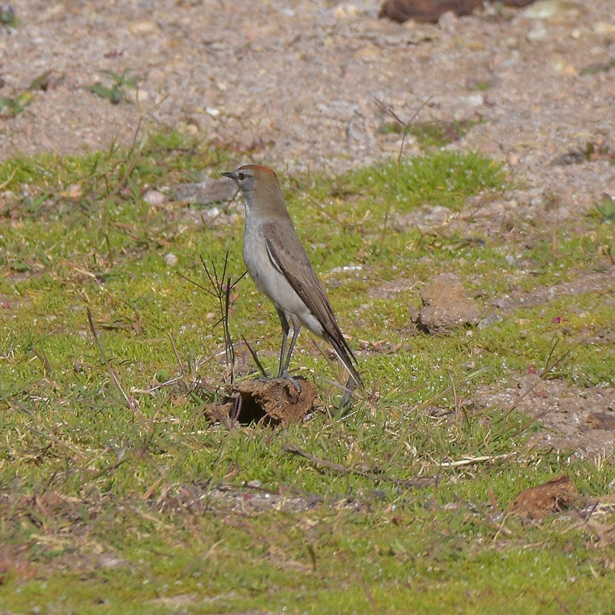 White-browed Ground-Tyrant - ML643800325