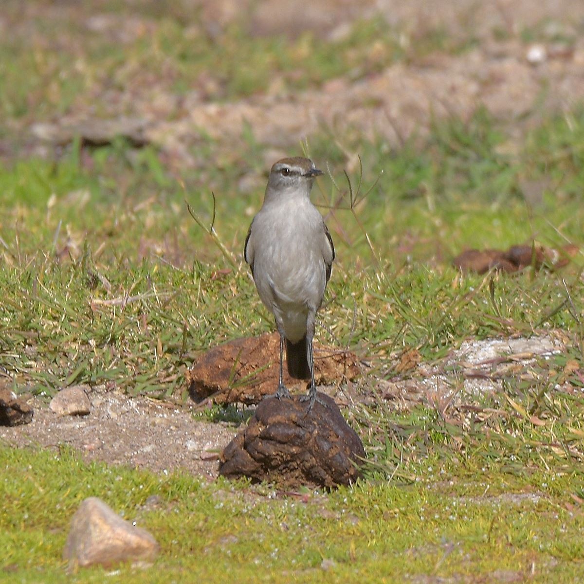 White-browed Ground-Tyrant - ML643800326