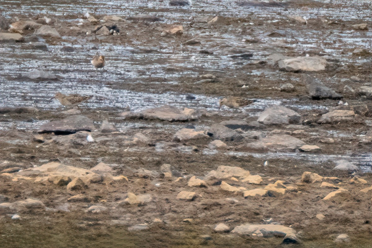 Pectoral Sandpiper - ML643800332