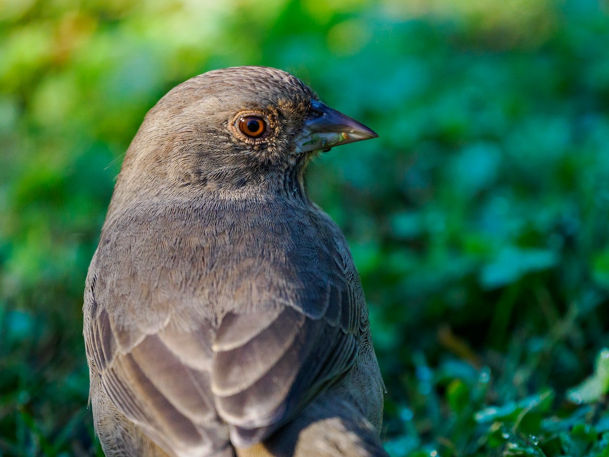 California Towhee - ML643800352