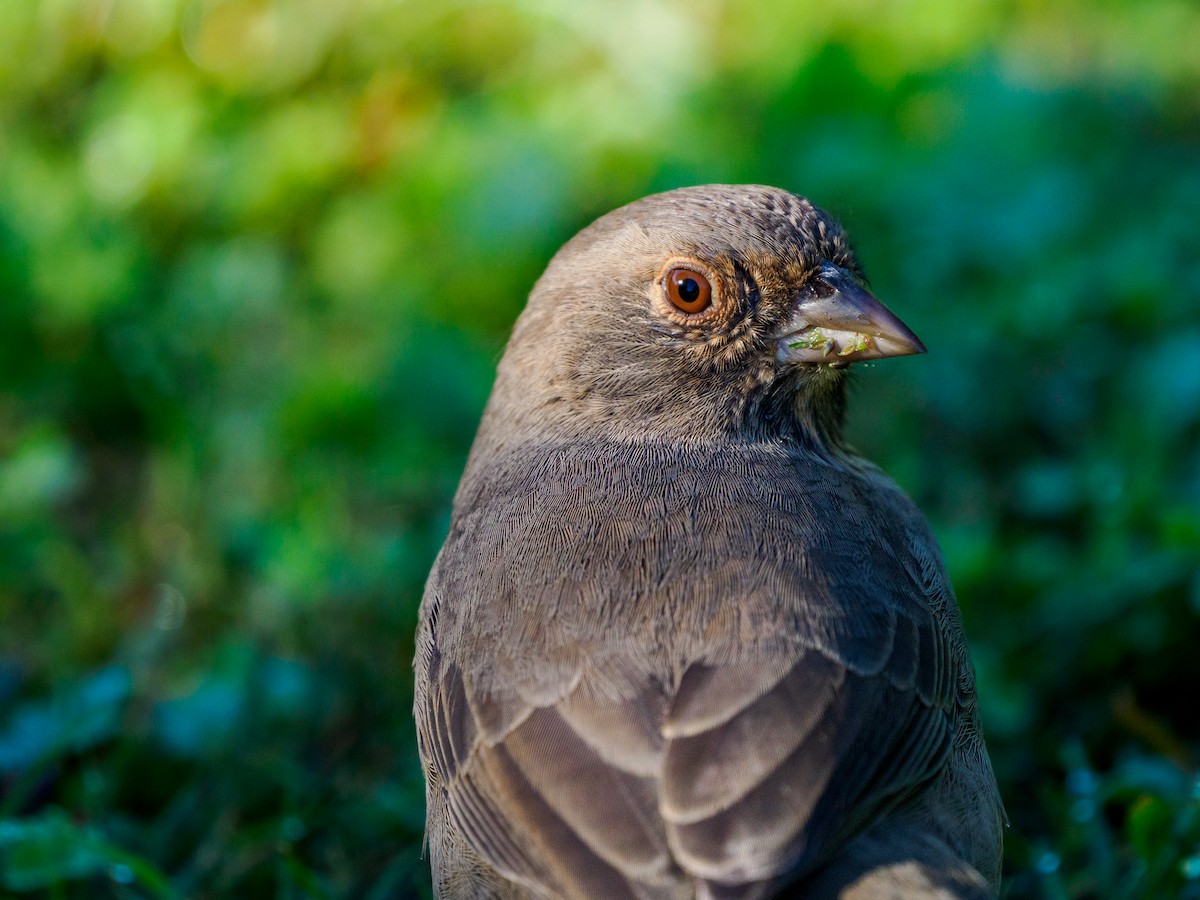 California Towhee - ML643800353