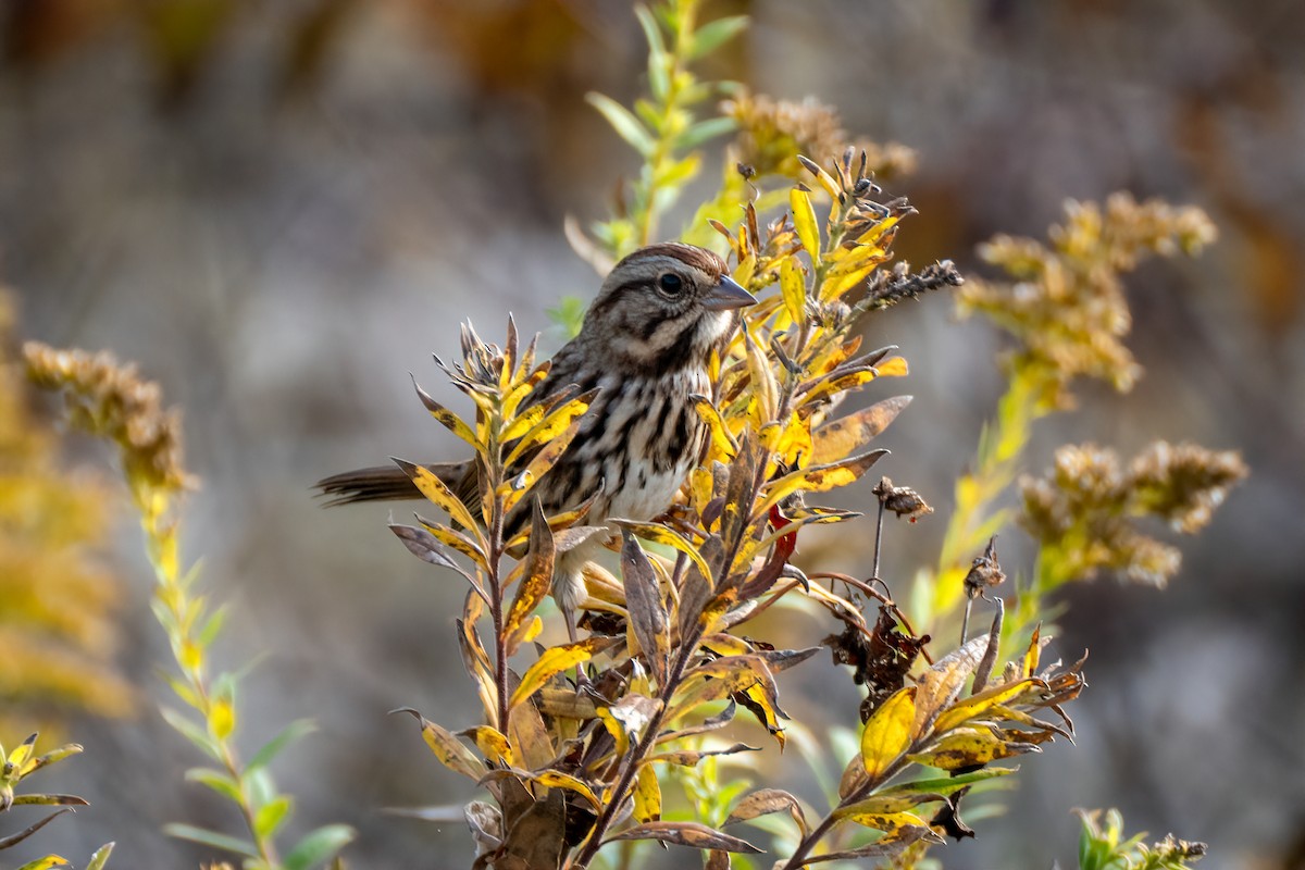 Song Sparrow - ML643800372
