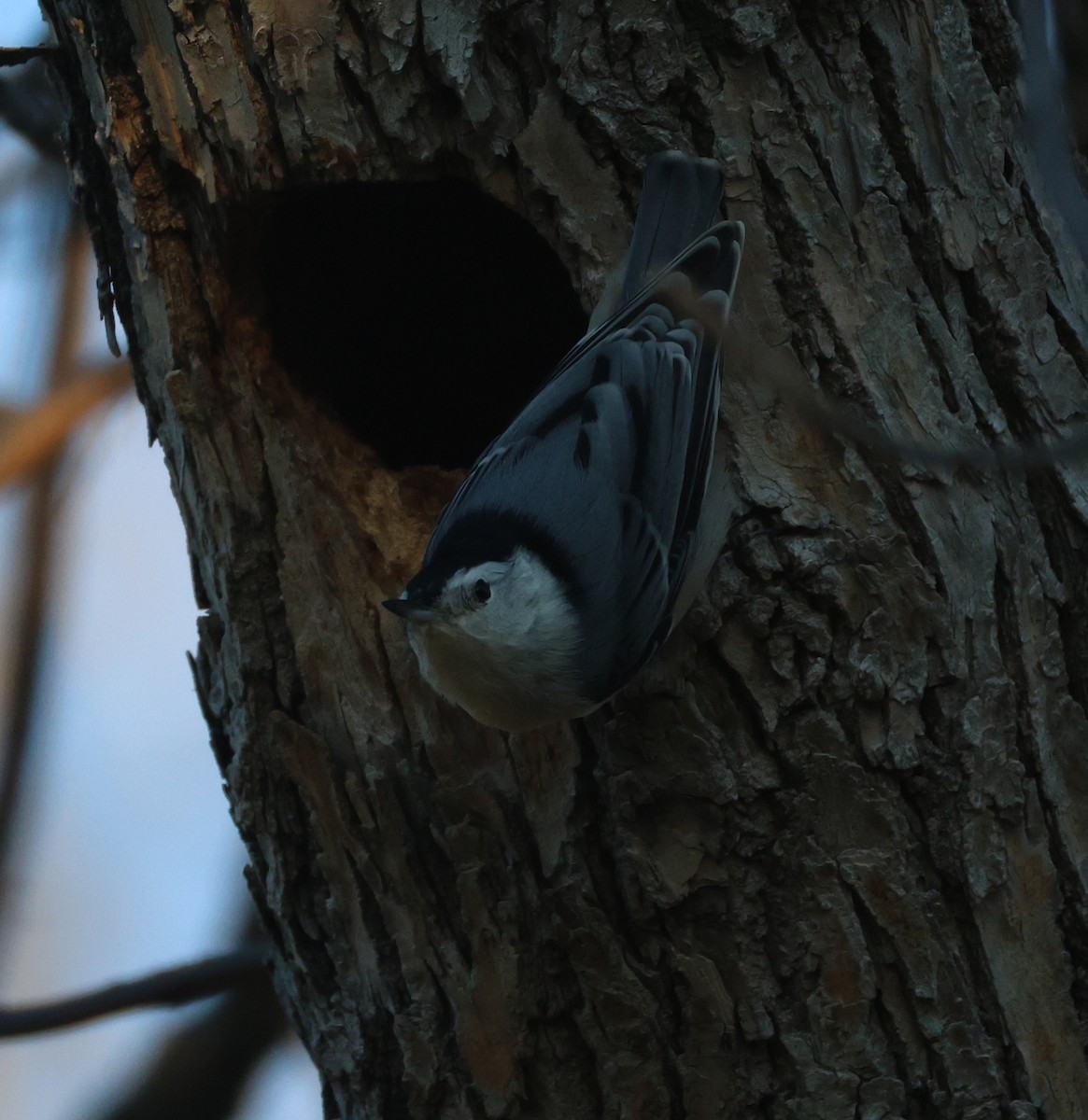 hvitbrystspettmeis (carolinensis) - ML643800386