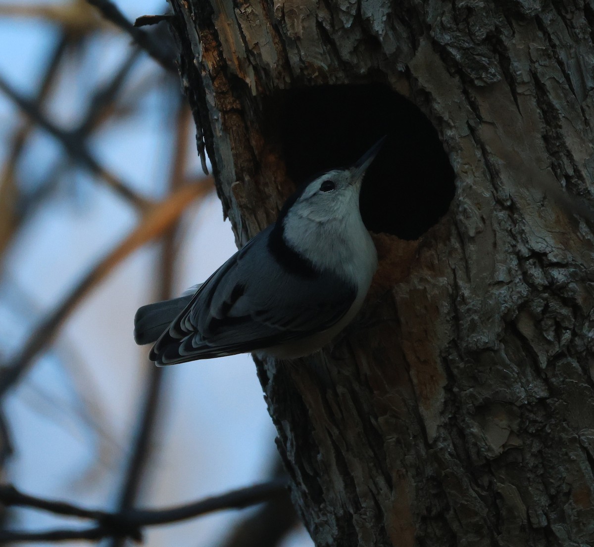 hvitbrystspettmeis (carolinensis) - ML643800389