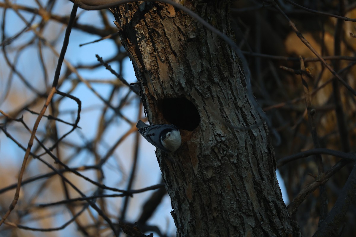 hvitbrystspettmeis (carolinensis) - ML643800391