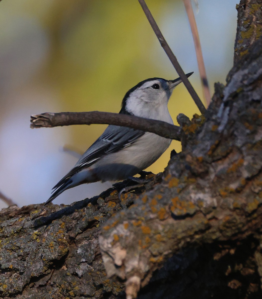 hvitbrystspettmeis (carolinensis) - ML643800394