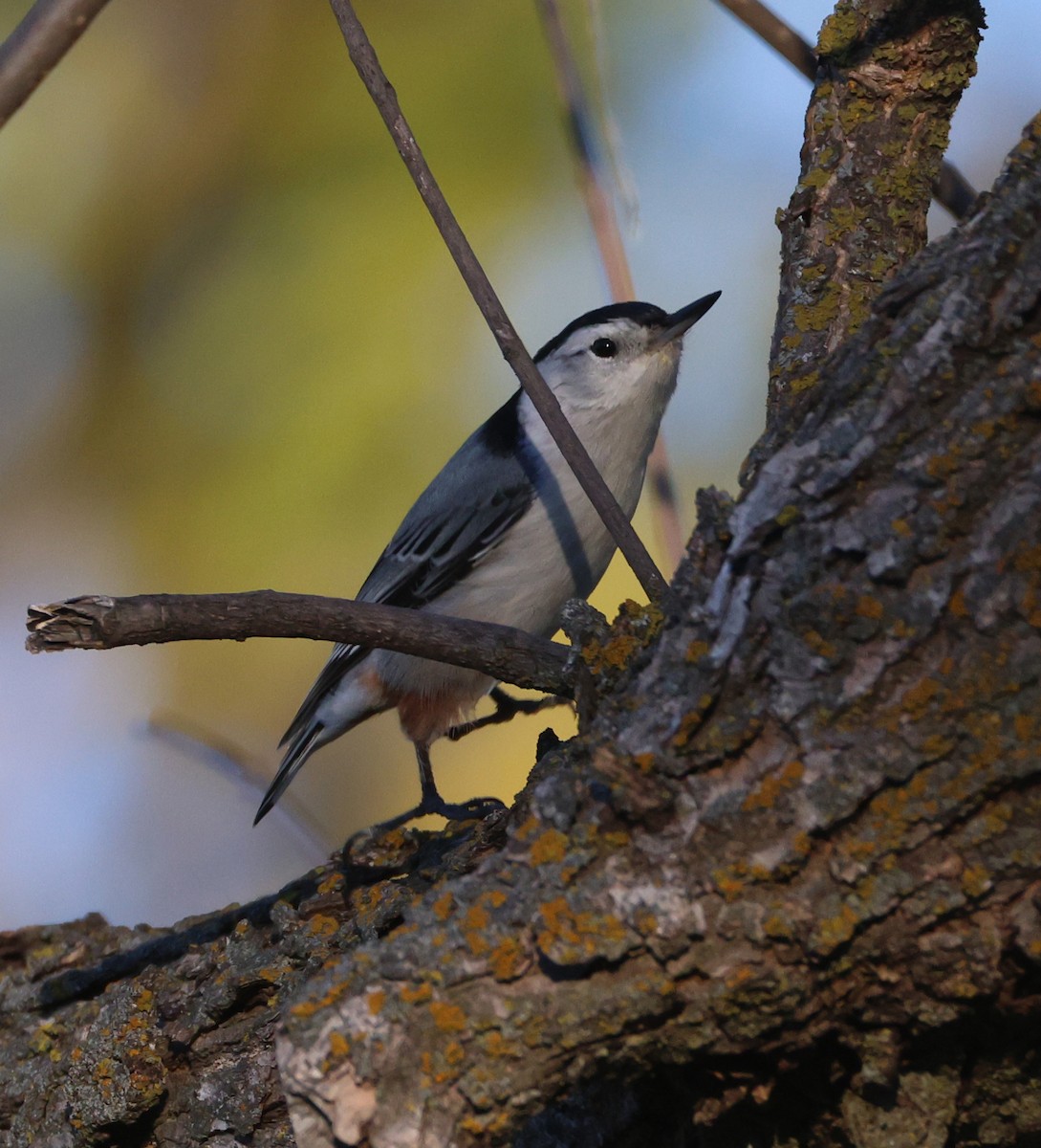 hvitbrystspettmeis (carolinensis) - ML643800395