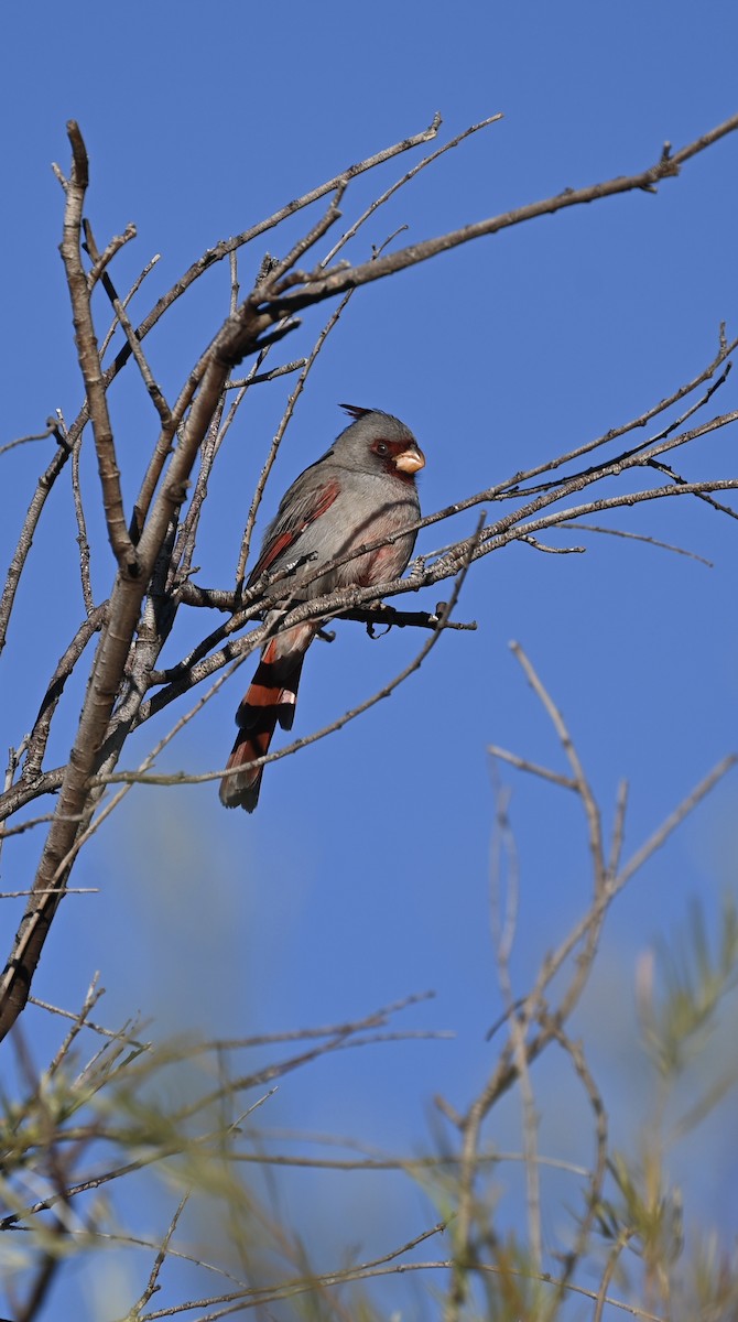 Pyrrhuloxia - ML643800399