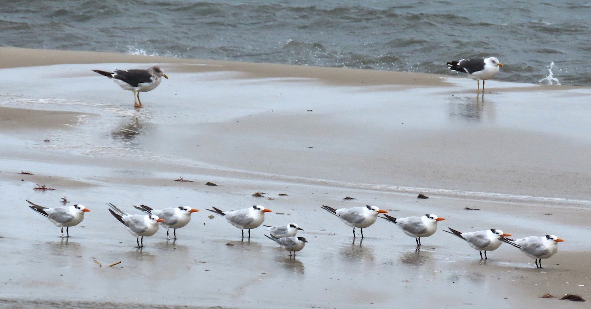 Sterne pierregarin - ML643800400