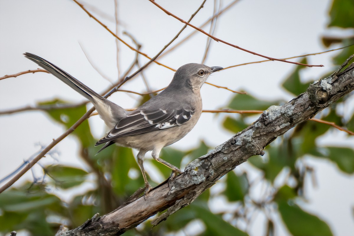Northern Mockingbird - ML643800401