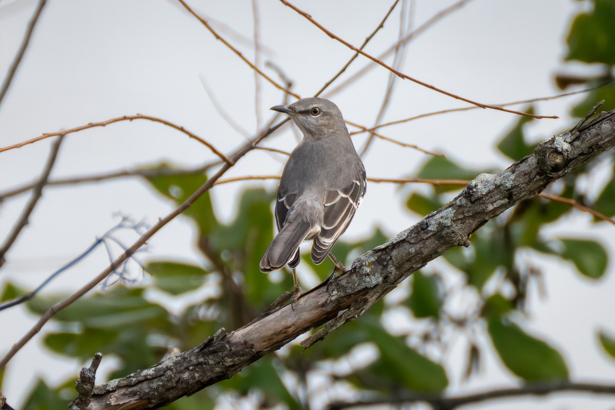 Northern Mockingbird - ML643800402