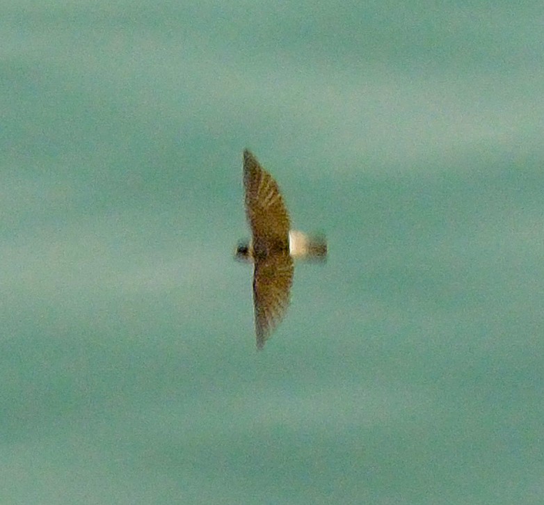 Cliff Swallow - ML643800403