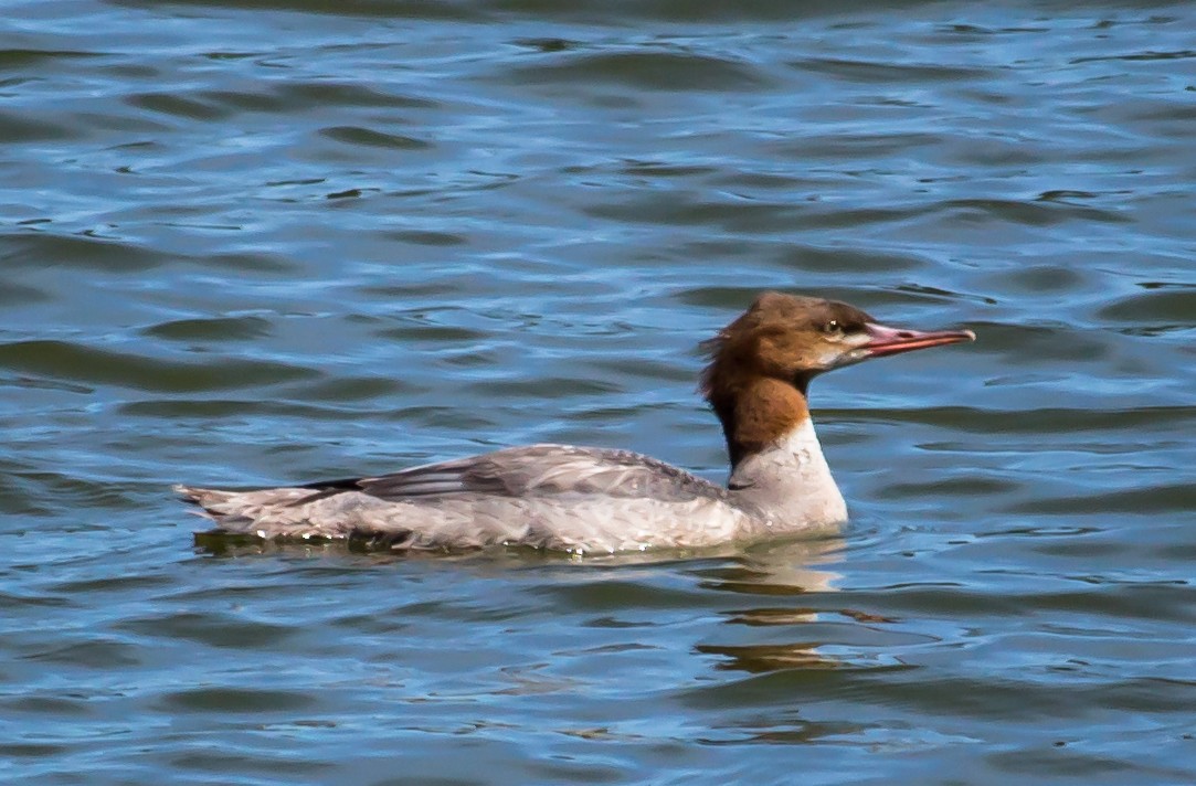 Common Merganser (North American) - ML64380041