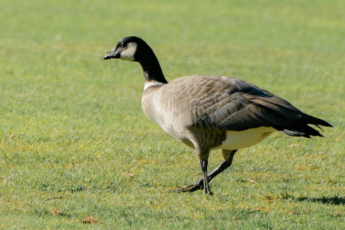 polargås (leucopareia) - ML643800410