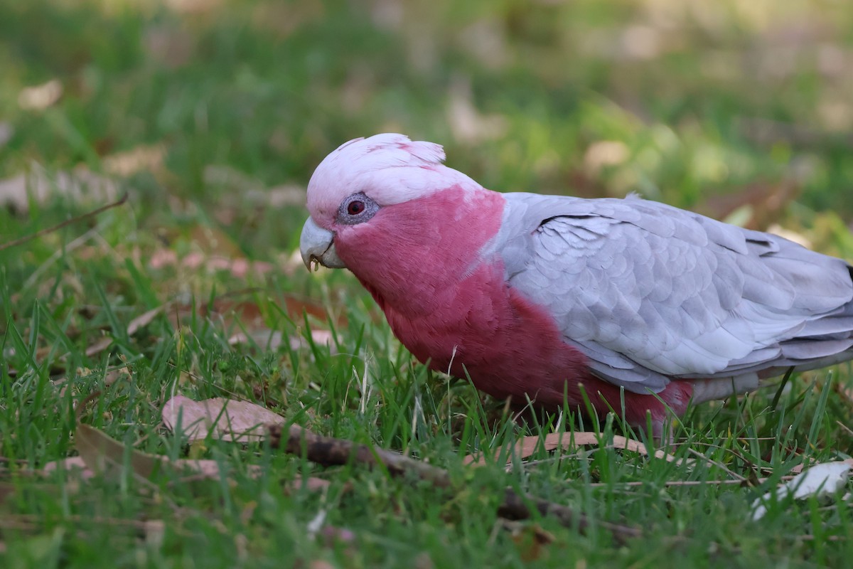 Galah - ML643800412