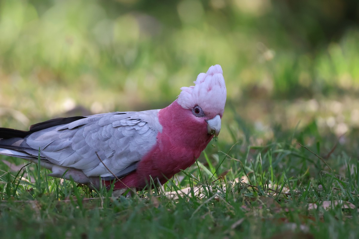 Galah - ML643800413
