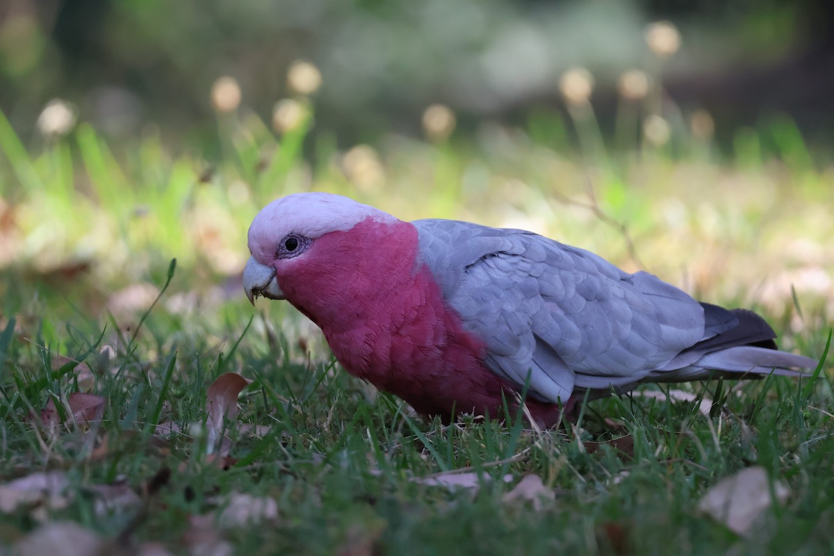 Galah - ML643800414
