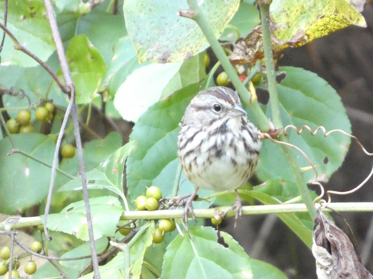 Song Sparrow - ML643800416