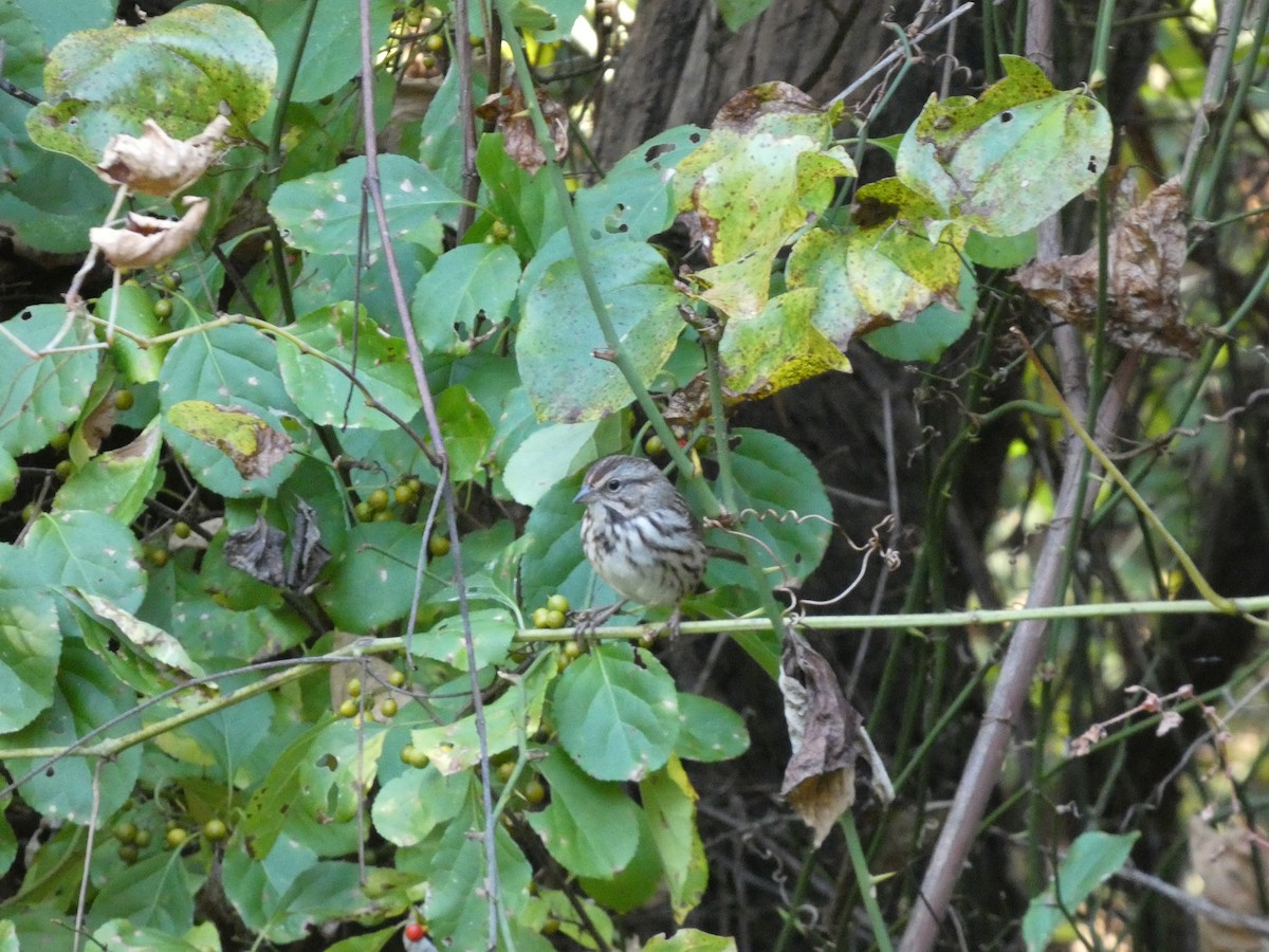 Song Sparrow - ML643800417