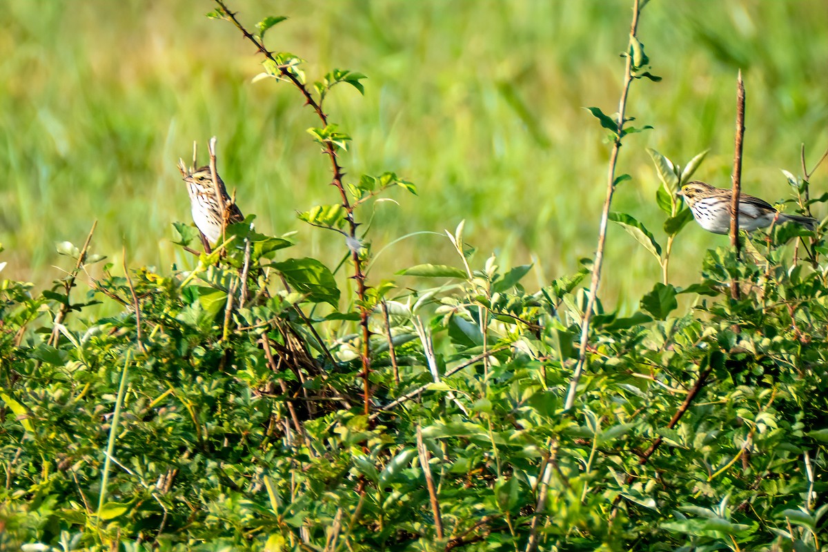 Savannah Sparrow - ML643800418