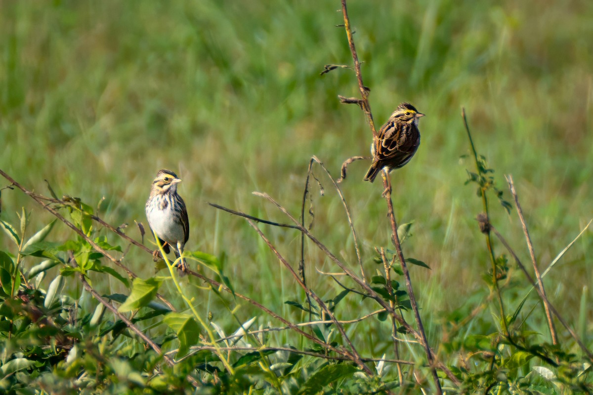 Savannah Sparrow - ML643800419