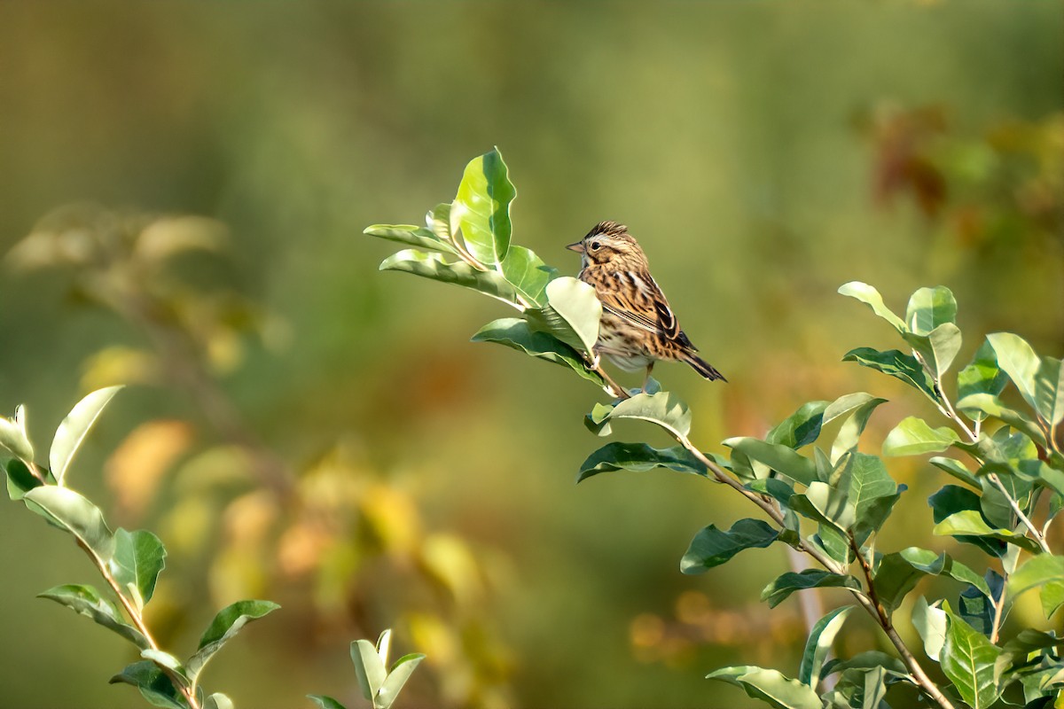 Savannah Sparrow - ML643800420