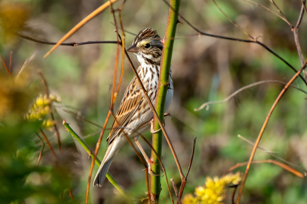 Savannah Sparrow - ML643800421