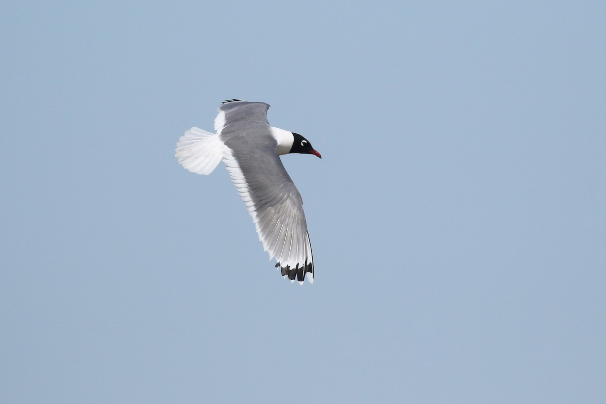 Franklin's Gull - ML643800427