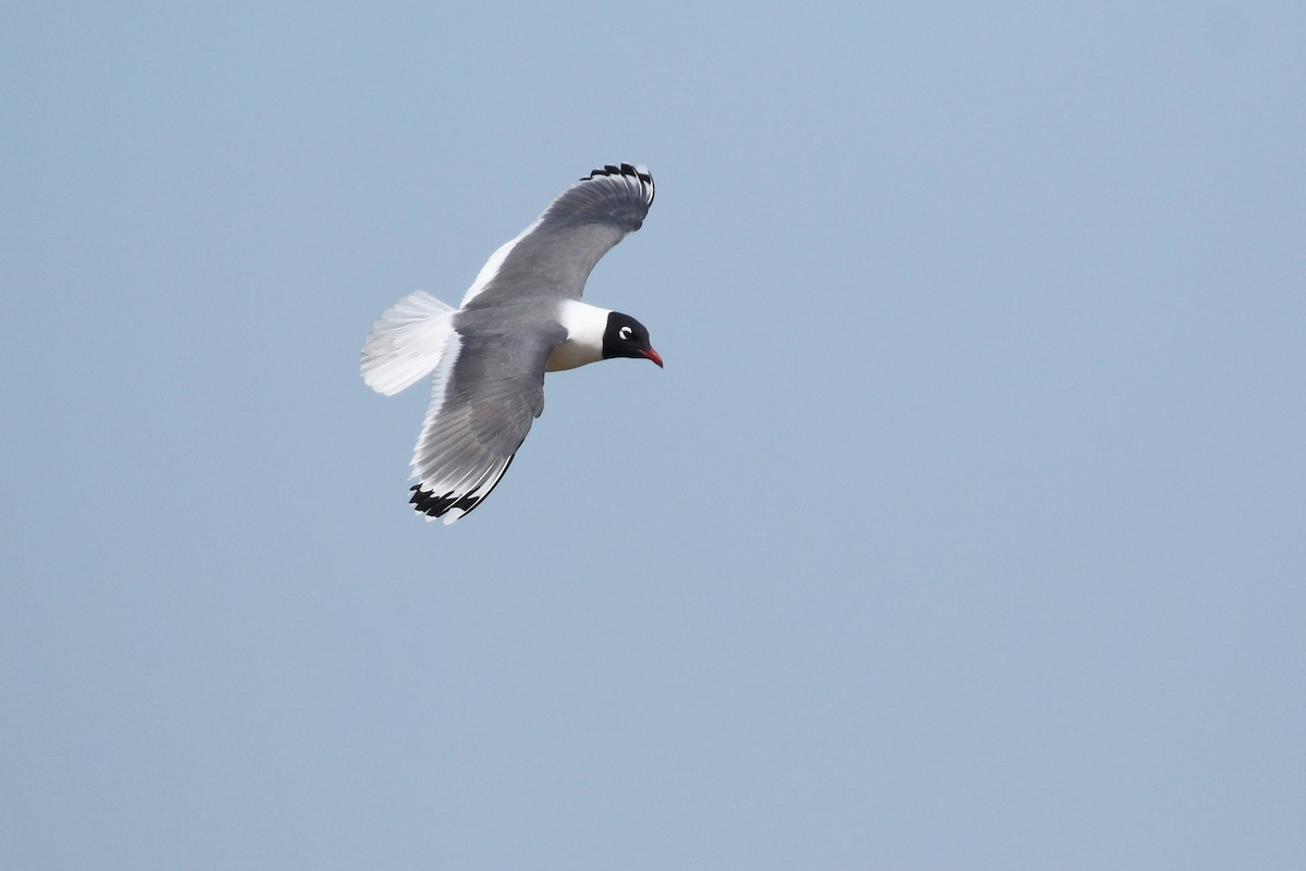 Franklin's Gull - ML643800428