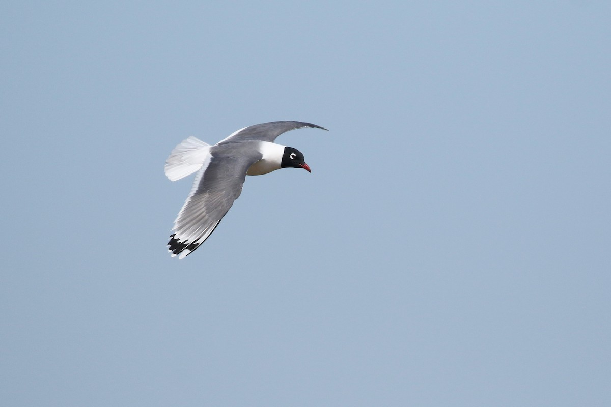 Franklin's Gull - ML643800430