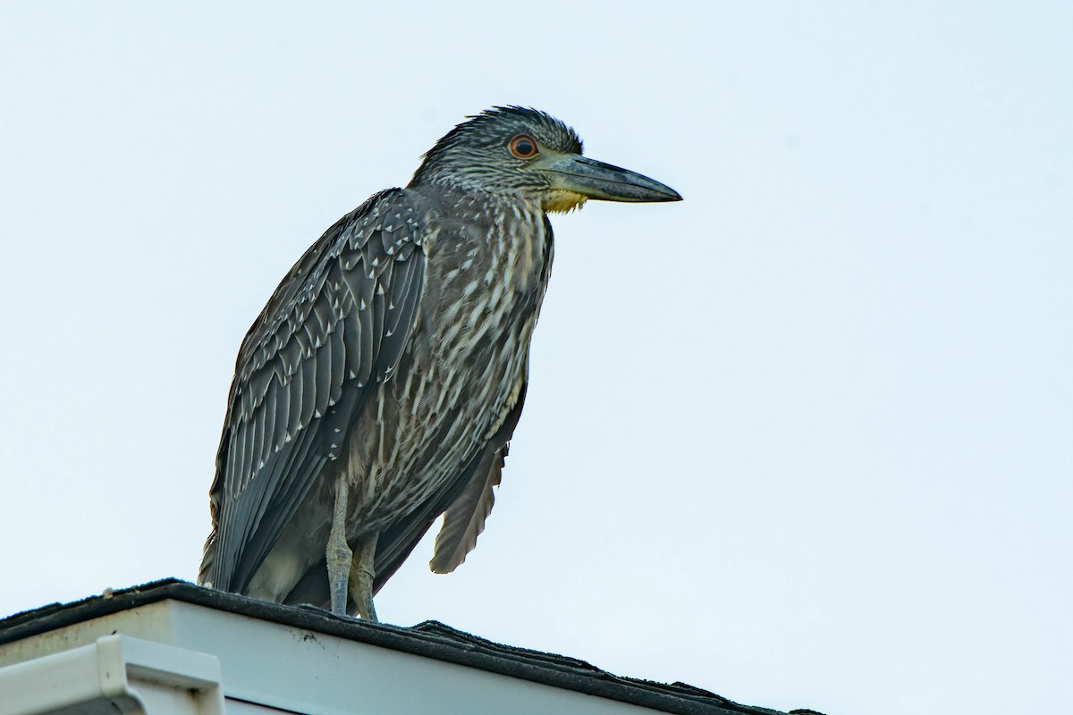 Yellow-crowned Night Heron - ML643800455