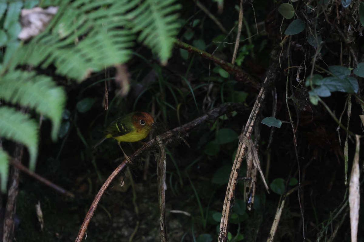 Yellow-breasted Warbler - ML643800458