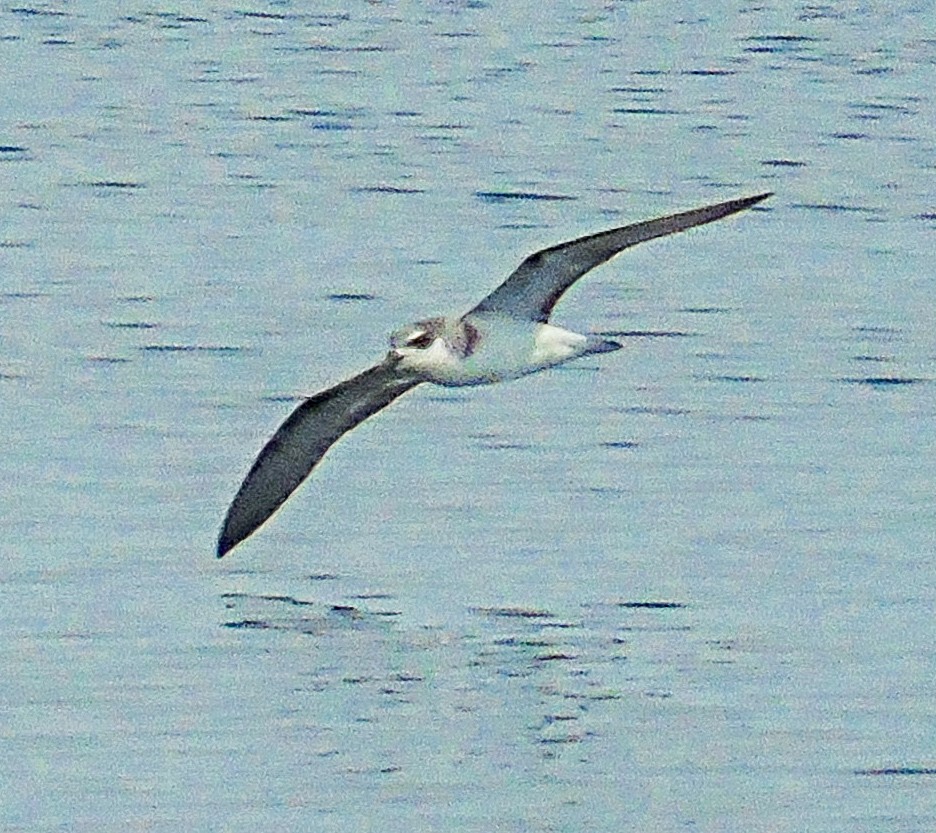 Şili Fırtınakuşu - ML643800459