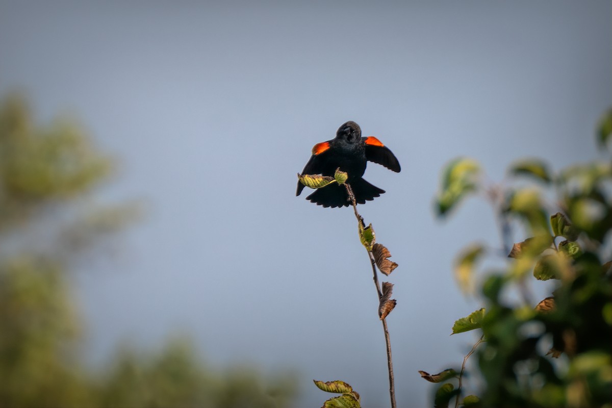 Red-winged Blackbird - ML643800465