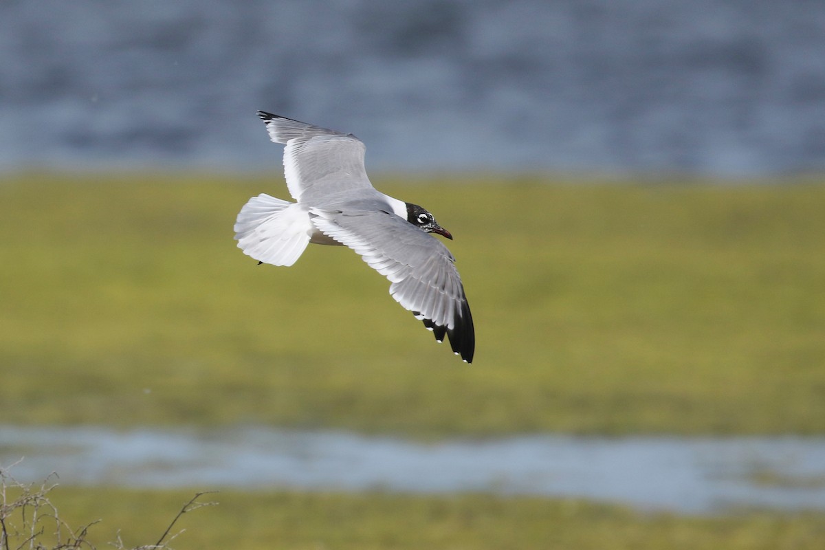Franklin's Gull - ML643800477