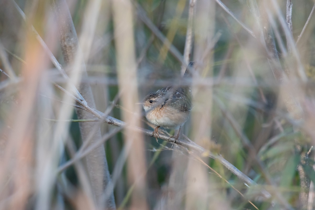 Sedge Wren - ML643800484