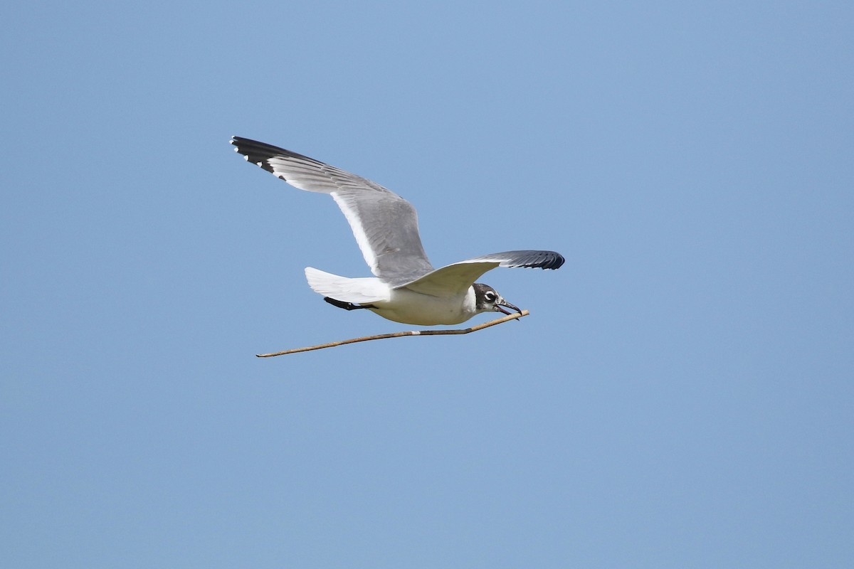 Franklin's Gull - ML643800490