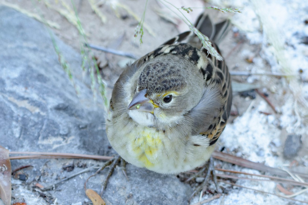 Dickcissel - ML643800502